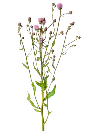 Cirsium arvense flower isolated on white backgroundの写真素材