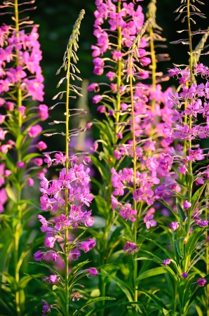 Chamerion angustifolium flowers, close up viewの写真素材