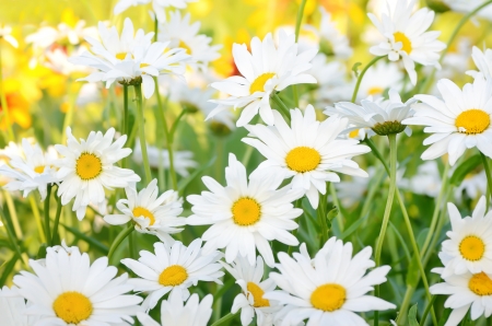 Chamomile flowers in the garden, close up view, selective focusの写真素材