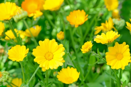Marigold flowers in the garden, close up view, selective focusの写真素材