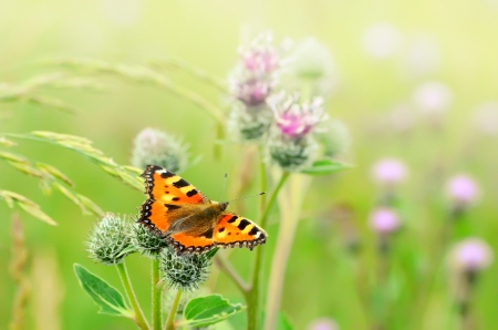 Aglais urticae butterfly on Great Burdock  Arctium lappa  plantの写真素材