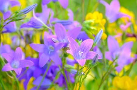 Campanula flowers on a meadow, close up view, selective focusの写真素材
