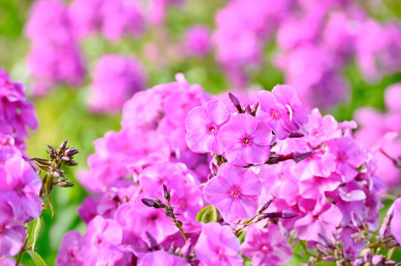 Pink phlox flowers in the garden, selective focusの写真素材