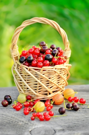 Red currants and black currants in basket on wooden garden tableの写真素材