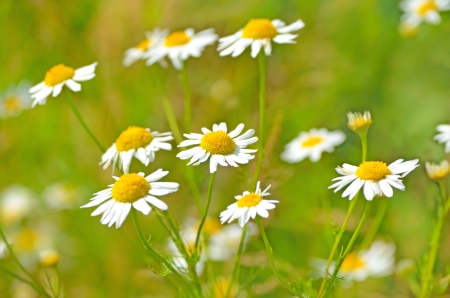 Matricaria chamomilla flowers on meadow, close up view, selective focusの写真素材