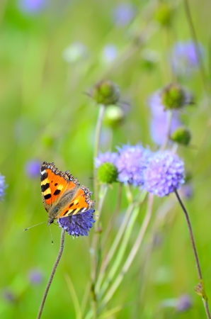 Aglais urticae butterfly on Succisa pratensis flowersの写真素材