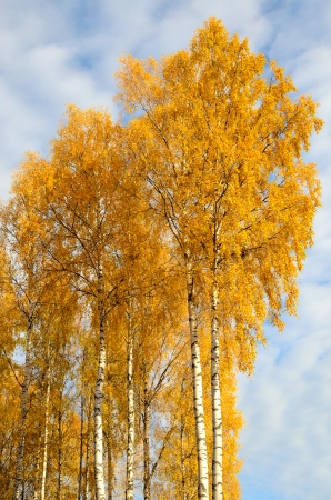 Colorful yellow leaves of birch trees in autumnの写真素材