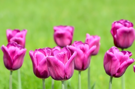 Purple tulips, close up viewの写真素材