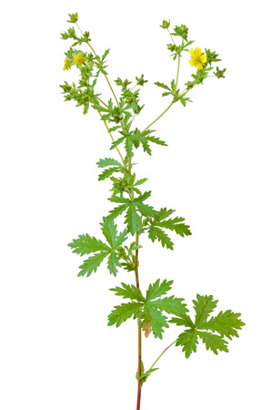 Potentilla erecta flower isolated on white backgroundの写真素材