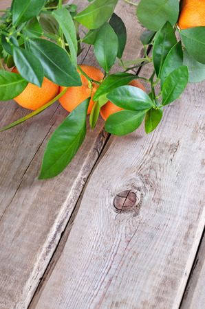 Branch of tangerines on wooden tableの写真素材