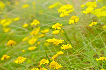 Anthemis tinctoria flowers on meadow, selective focusの写真素材