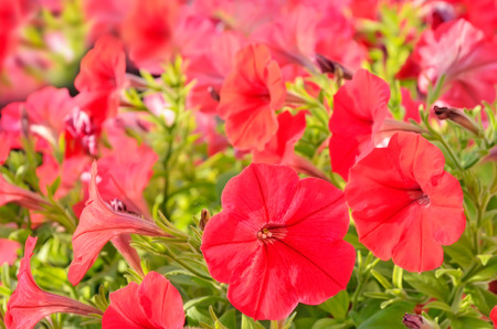 Red petunia flowers in gardenの写真素材