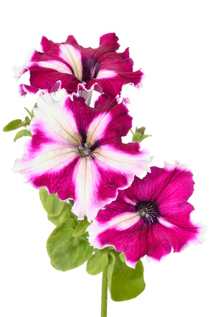 Purple petunia flowers isolated on white backgroundの写真素材