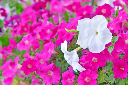 Pink and white petunia flowers in garden. Focus on white petunia flowerの写真素材