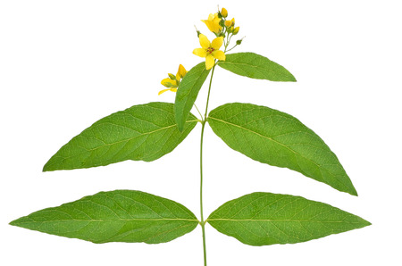 Lysimachia flower isolated on white backgroundの写真素材