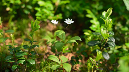Trientalis europaea flower in forestの写真素材