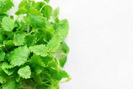 Green fresh melissa leaves on white stone background with copy space. Top view, flat layの写真素材