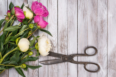 Bouquet of white and pink peonies, vintage scissors on the white wooden. Space for custom text....