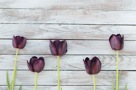 Black tulips on the shabby wooden background. Space for text.の写真素材