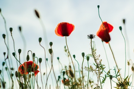 A beautiful poppy flower in the sky.の写真素材