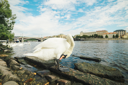 One white swan on the riverside of Vltava.の写真素材