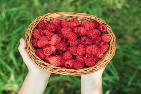 A child hold small basket of ripe raspberries.