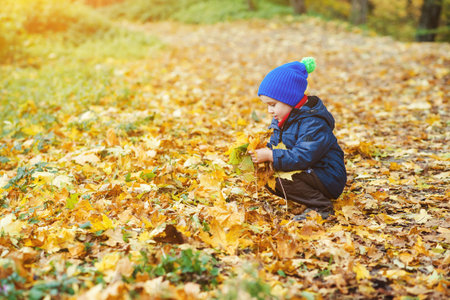 Cute happy boy playing with fallen leaves in the autumn park.の写真素材