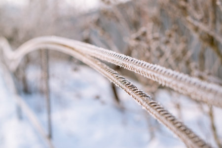 Fence covered with frost in the winter.の写真素材