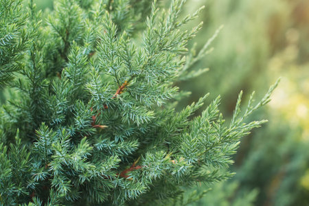 Cypress tree branch in a garden.