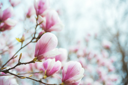 Magnolia blooming tree on branch over the blurred natural background.の写真素材