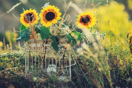 Sunflowers in the decorative cage on the nature background.の写真素材