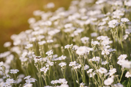 White wild flowers on the blurred nature background.