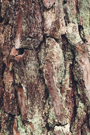 A pine tree bark backgroundの写真素材