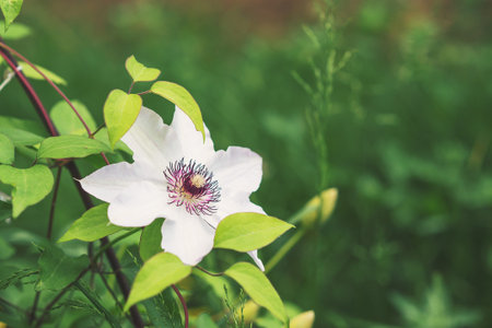 White clematis flower on the nature background.