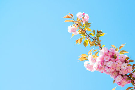 Branch of sakura flower against blue sky, with copy space for your text.