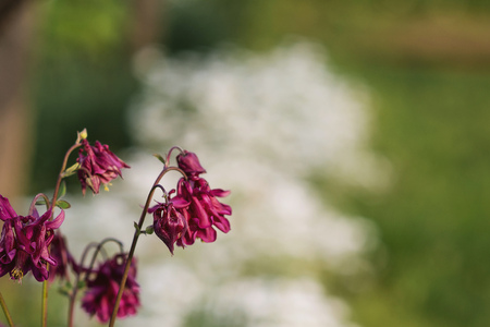 Beautiful Floral Background. Flower in a garden.の写真素材