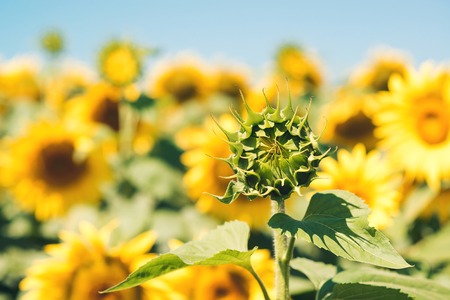sunflowers field in a sunny dayの写真素材