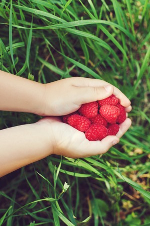 Ripe red raspberries in the little children's hands.の写真素材