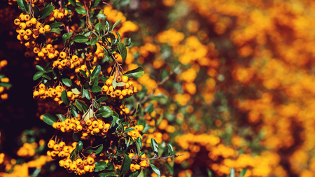 Pyracantha berry, close up. Autumn berries and leaves. Colorful fall. Autumn card. Autumn nature backgroundの写真素材