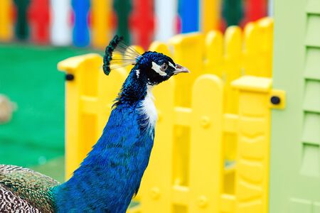 Peacock in the zoo. Peacock walking near colorful house in bright sunny day. Peacock bird standing outdoors in a garden. Peafowl portrait. Zoological garden. Feeder for peafowl.の写真素材