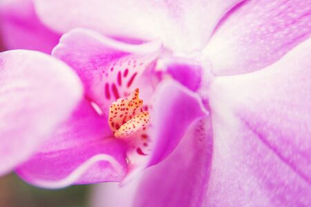Pink beauty flower orchid, close up. Symbol of feminity. Wallpaper. Phalaenopsis orchid. Pink tender flower.の写真素材