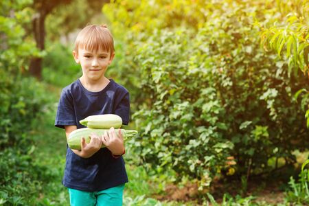 Little farmer picking a zucchini. Child in the vegetable garden. Kid with bio vegetables on the farm. Boy gathering zucchini harvest. Little helper. Organic bio farm.の写真素材