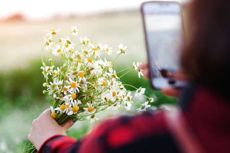 Woman takes picture a bouquet of daisies at nature. Female walking on flowers field at sunset. Woman using mobile phone photographs flowers. People, lifestyle and technologyの写真素材