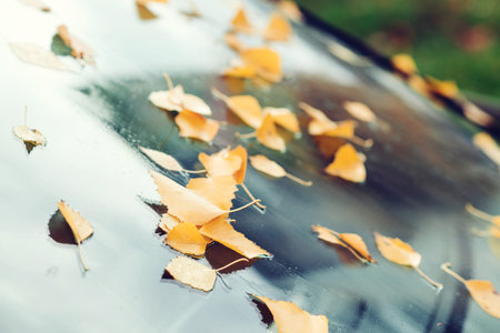Car covered with autumn leaves. Autumn background. Rainy autumn weather. Yellow leaves fall on the...