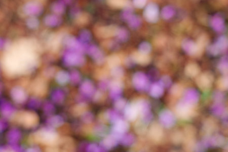 Blur spring flowers background. Abstract blurred background. springtime. Blooming crocus flowers on...