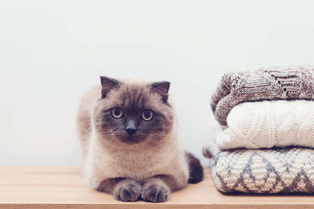 Cute cat sitting near stack of knitted clothes. Knitted color clothes, vintage style. Warm knitted sweaters. Cozy home background. Fluffy pet in wardrobe. Autumn, winter season knitwear.の写真素材