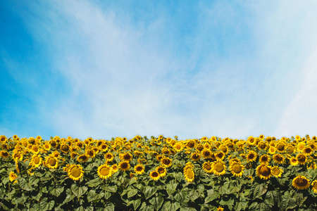 National landscape of ukraine. National colors of ukraine blue and yellow. Save Ukraine. Beautiful sunflower field under blue sky background.の写真素材