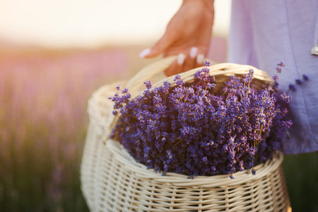 Woman holding wicker basket with beautiful lavender flowers. Summer time. Lavender field. Woman collect lavender.の写真素材