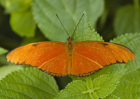 Butterfly orange