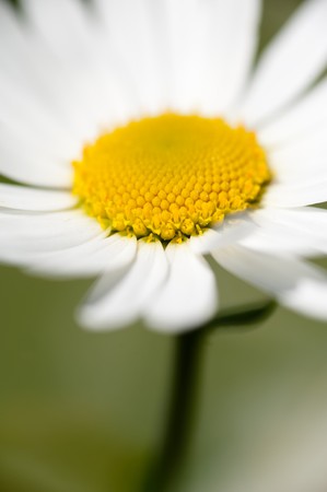 margueriteの写真素材
